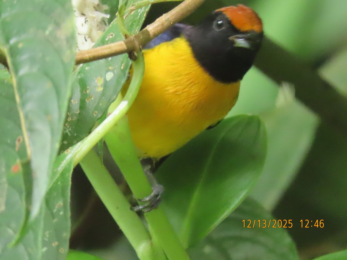 Eufonia Coronirrufa - ML646893427