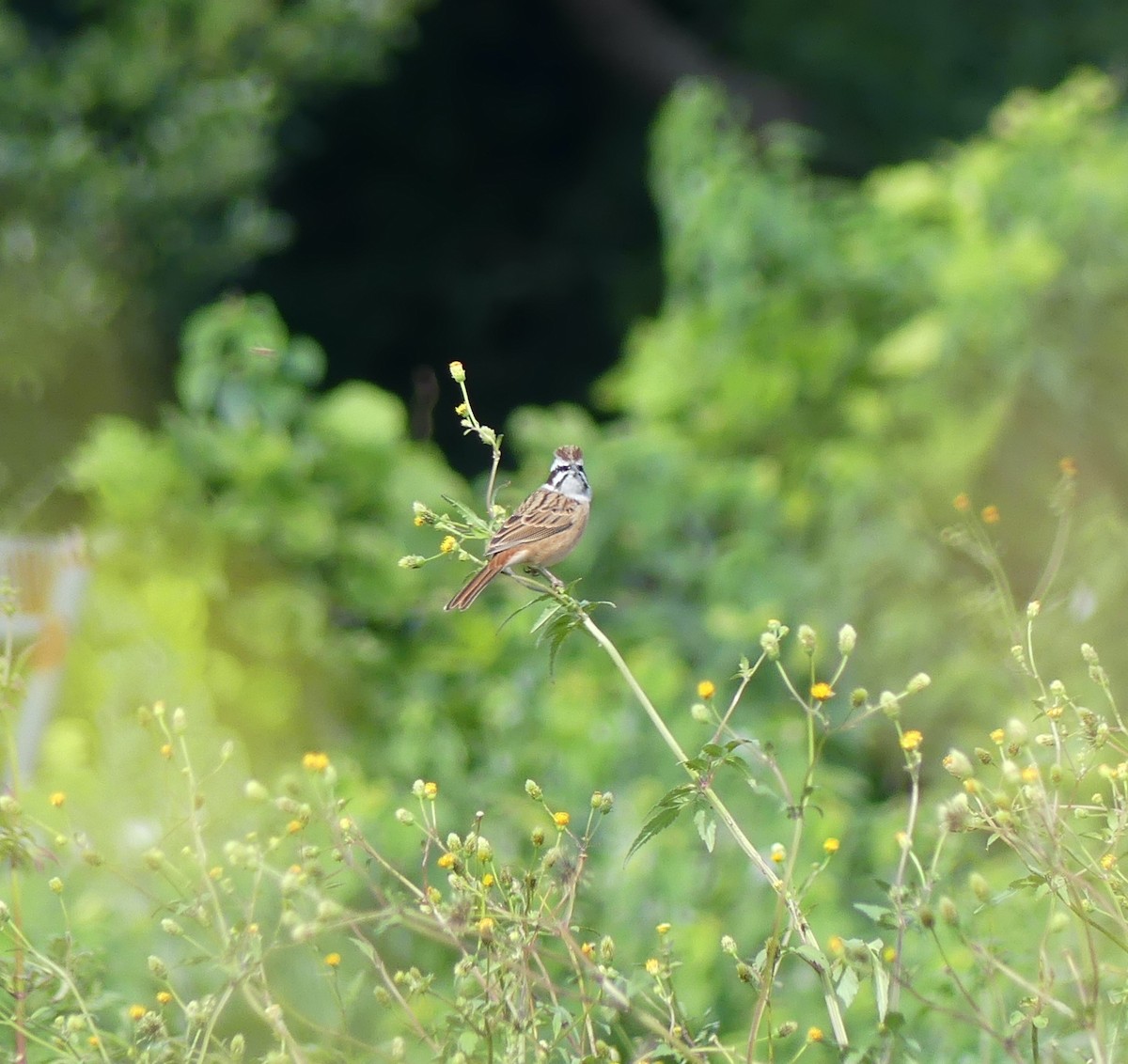 Escribano de Brandt - ML646893428