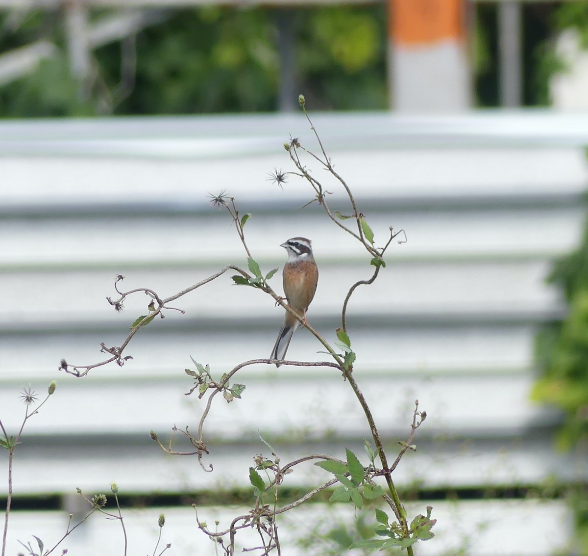 Escribano de Brandt - ML646893429