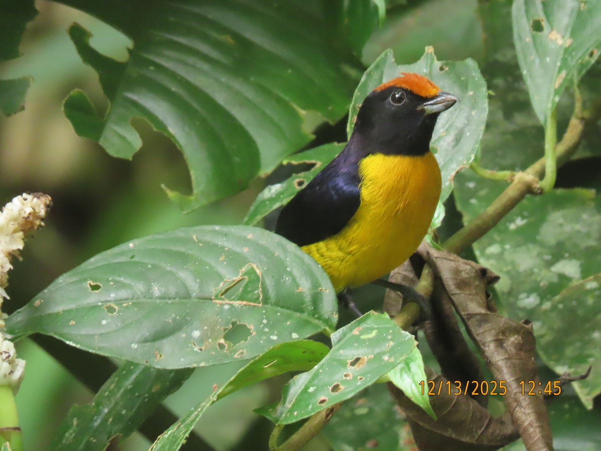 Eufonia Coronirrufa - ML646893430