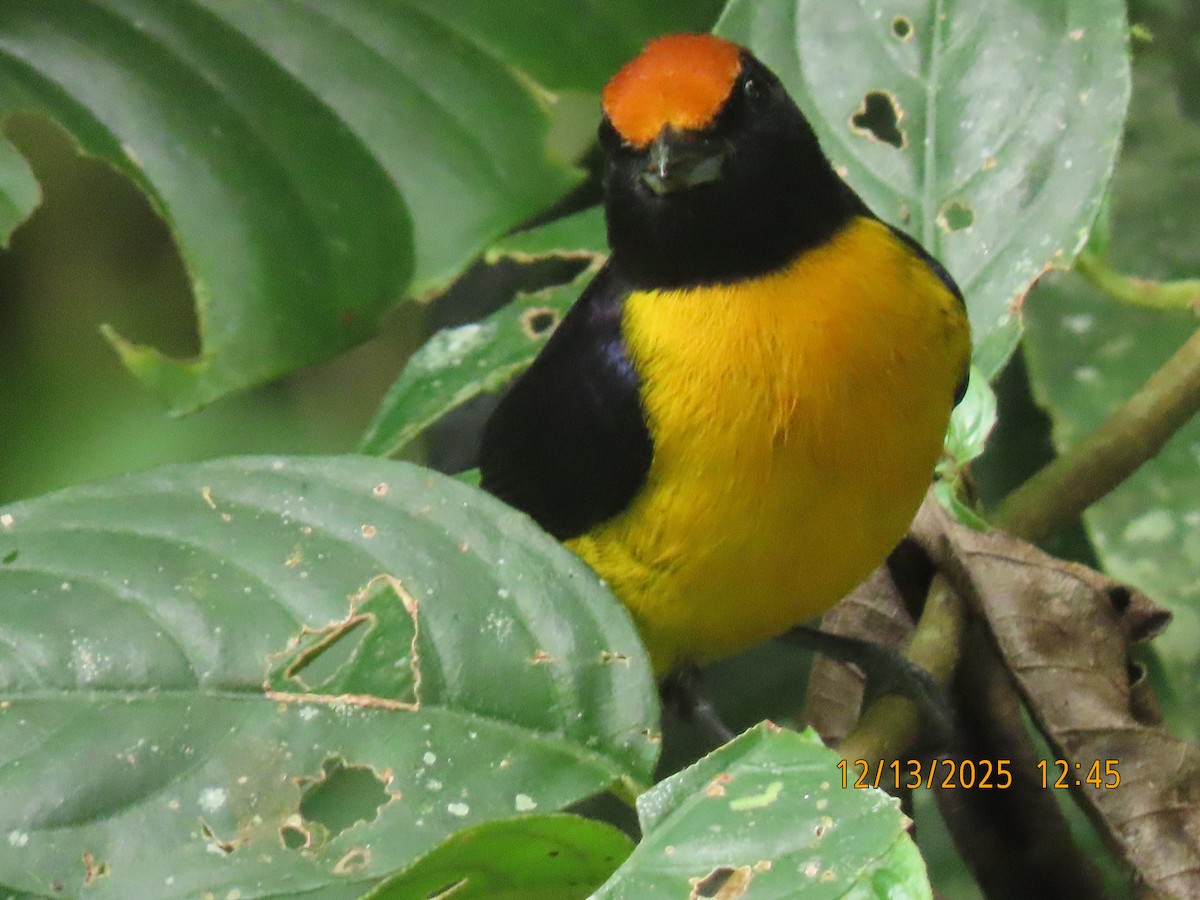 Eufonia Coronirrufa - ML646893431