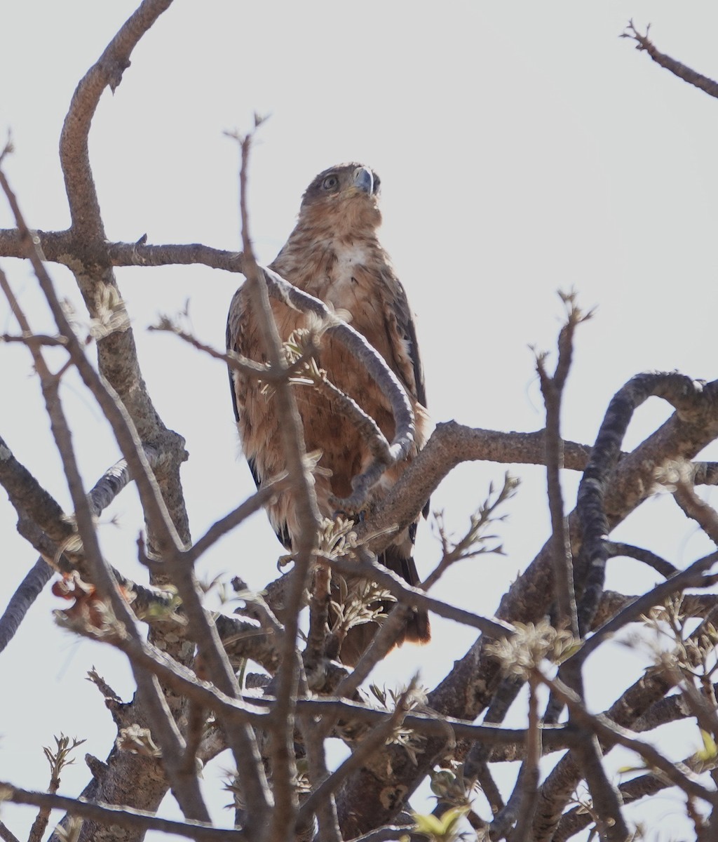 Águila Rapaz - ML646893432