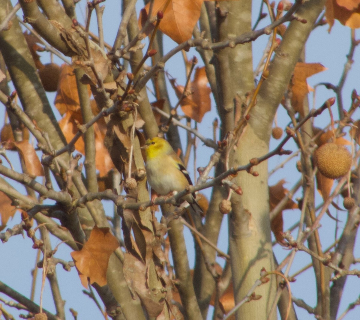 Jilguero Yanqui - ML646893433