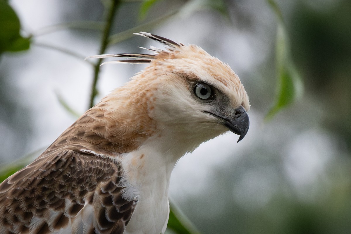 Águila Variable (crestada) - ML646893434