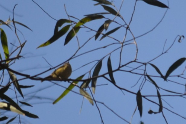 Acantiza Parda - ML646893436