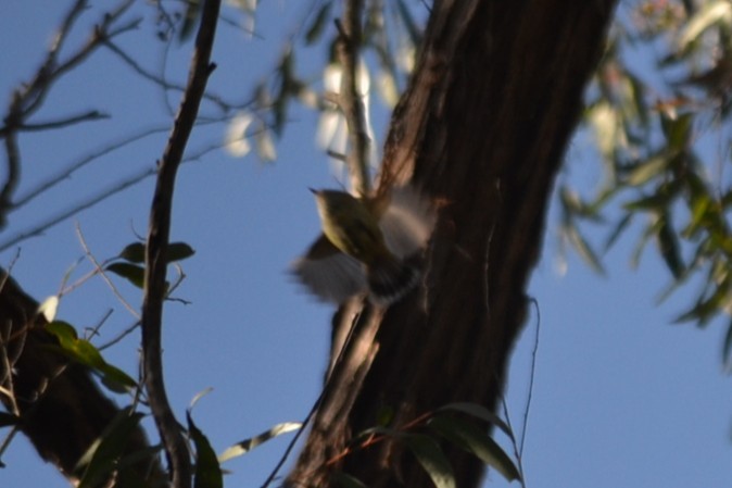 Acantiza Parda - ML646893437