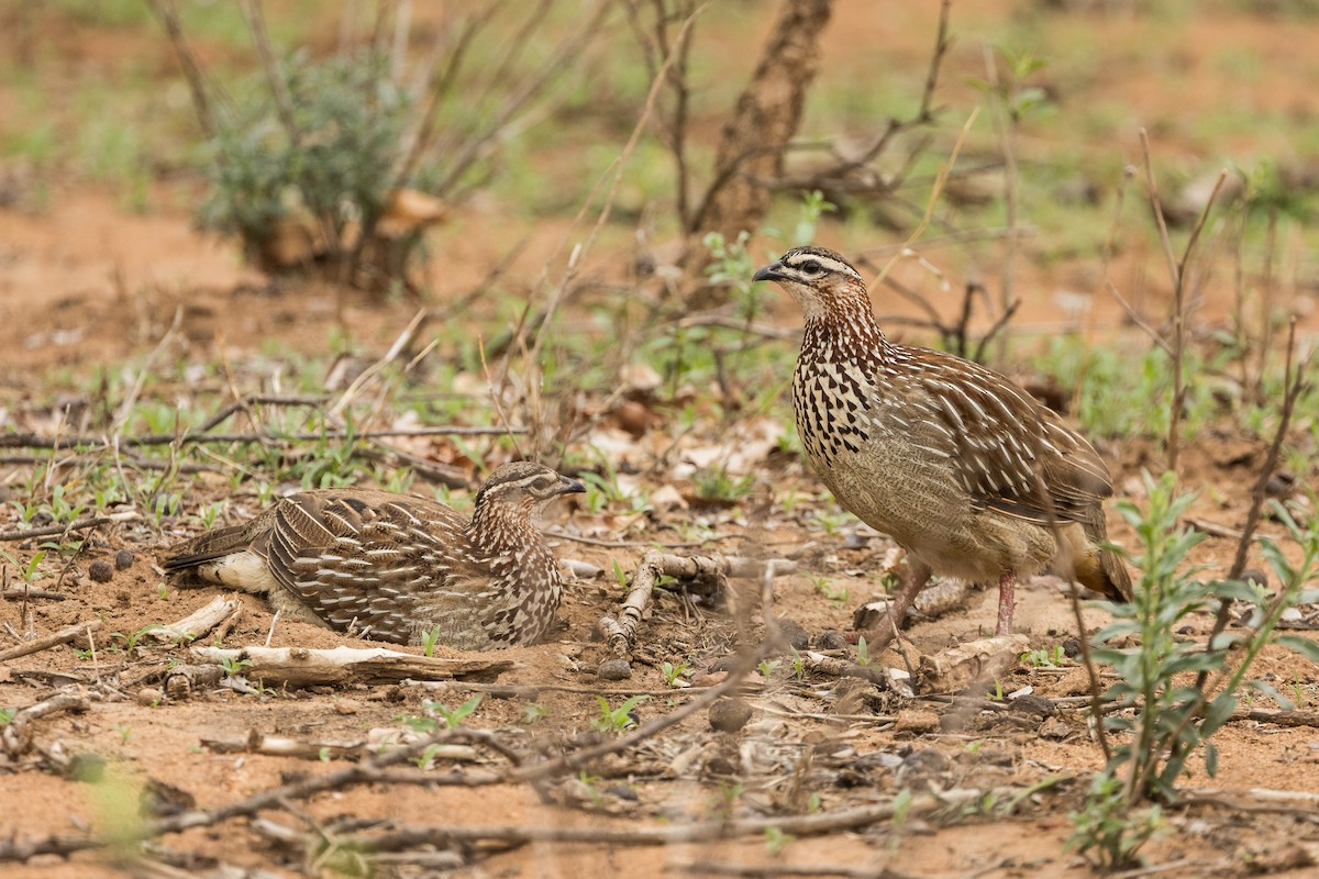 frankolín čapkový [skupina sephaena] - ML646893438