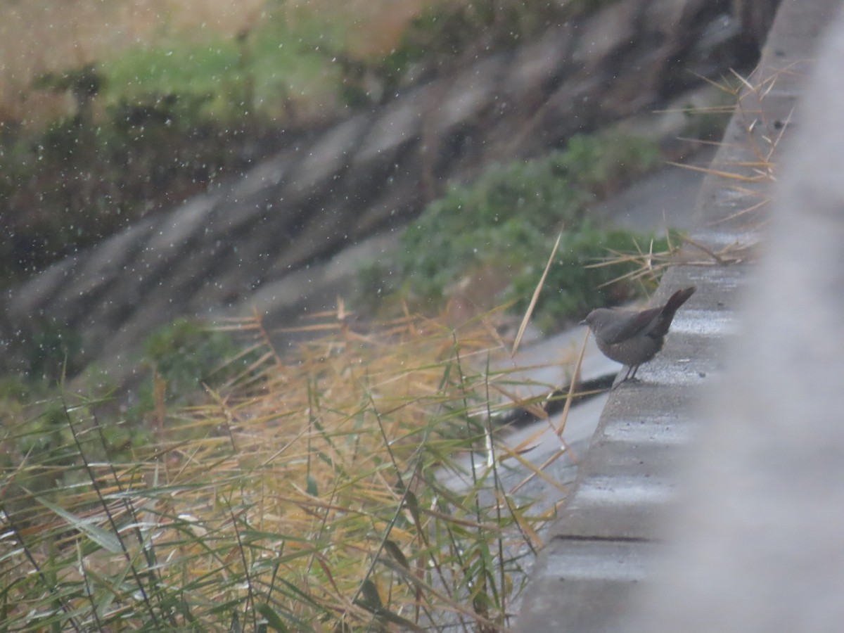 Roquero Solitario - ML646893439