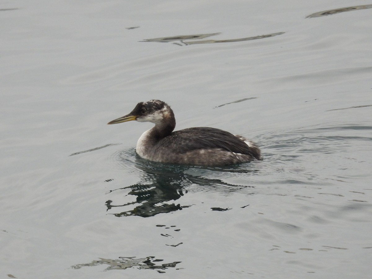 Red-necked Grebe - ML646893443
