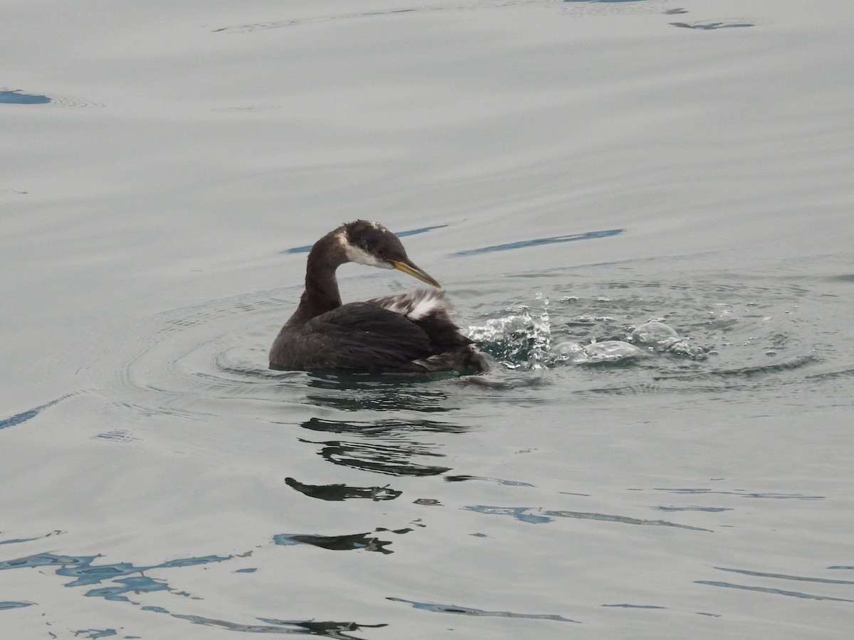 Red-necked Grebe - ML646893444