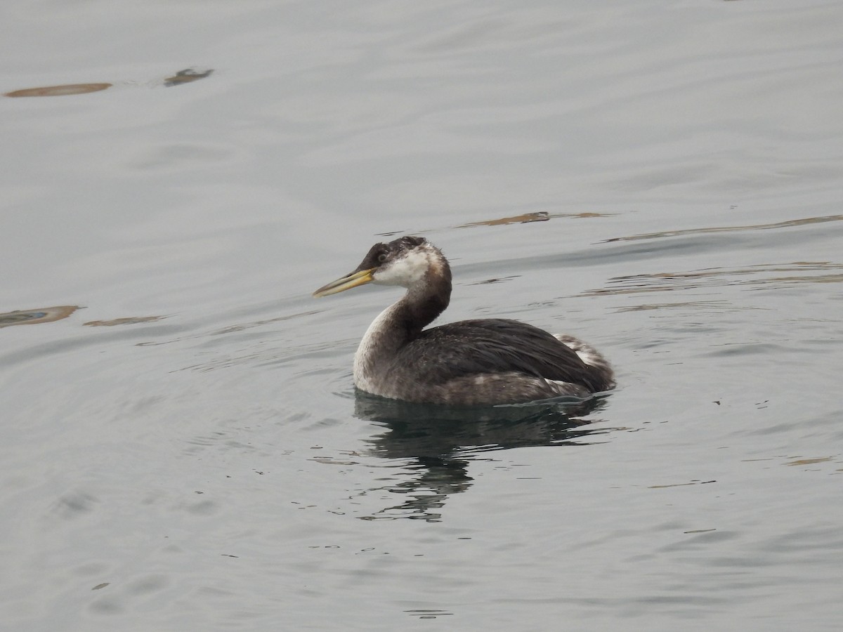 Red-necked Grebe - ML646893445