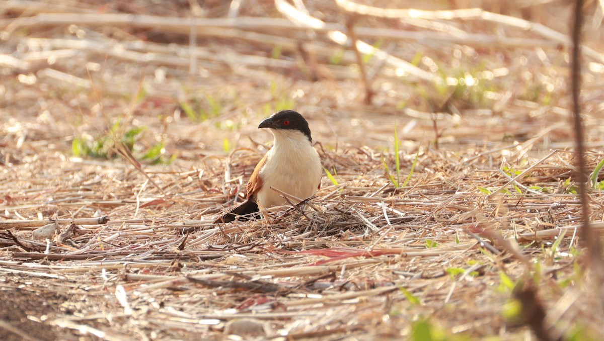 Senegal Coucal - ML646893446