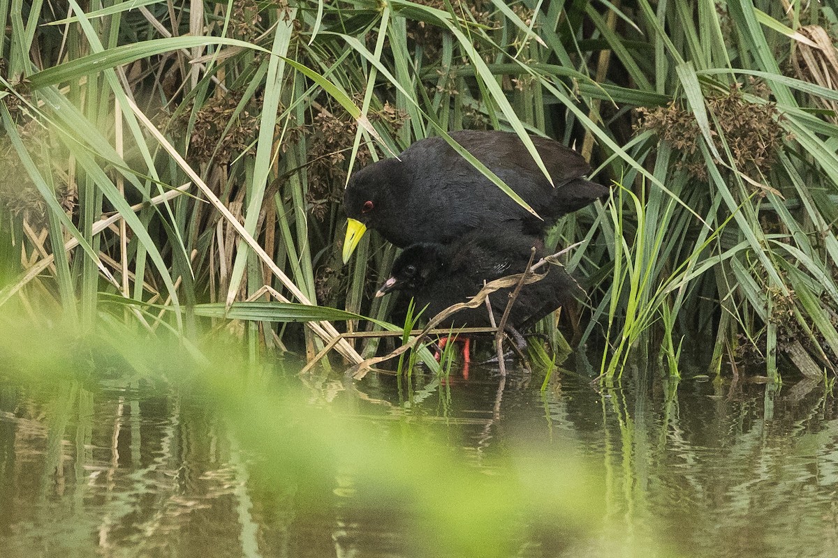 Black Crake - ML646893451