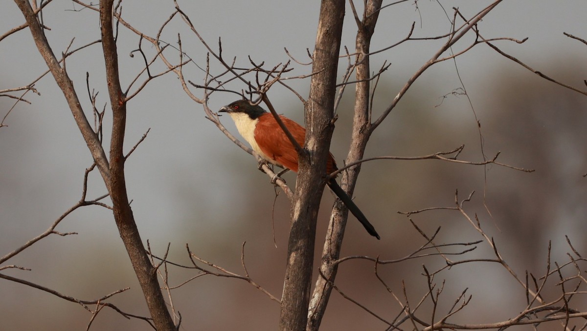 Senegal Coucal - ML646893452