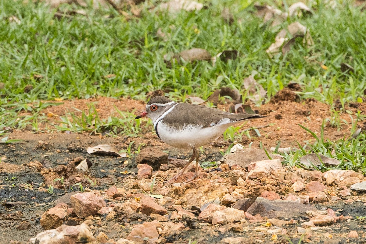 Three-banded Plover (African) - ML646893459