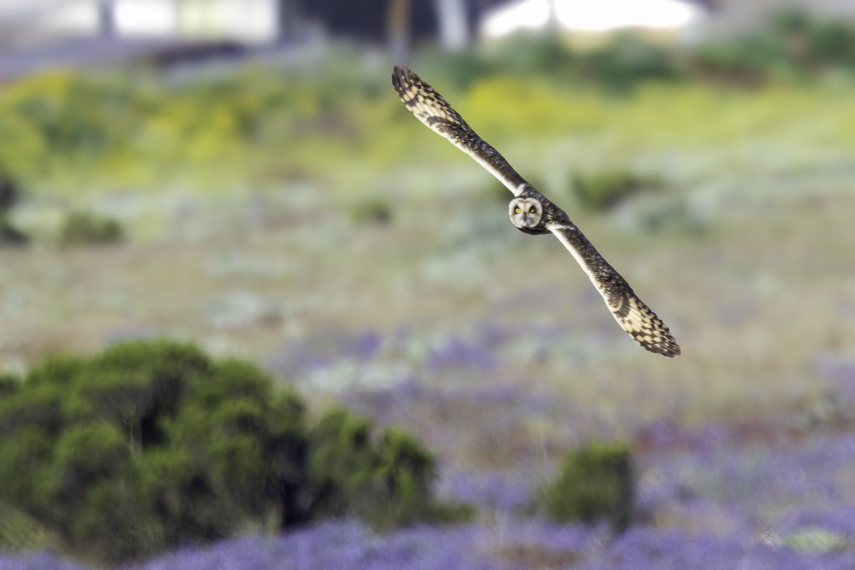 Zingira-hontza - ML646893462