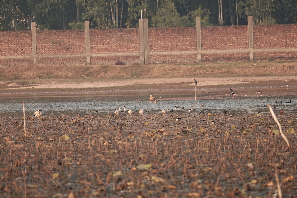 アカツクシガモ - ML646893463