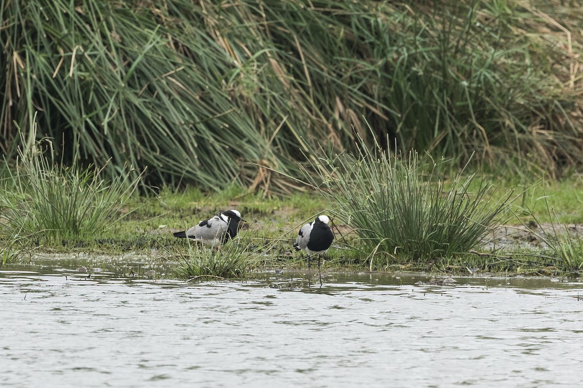 Blacksmith Lapwing - ML646893464