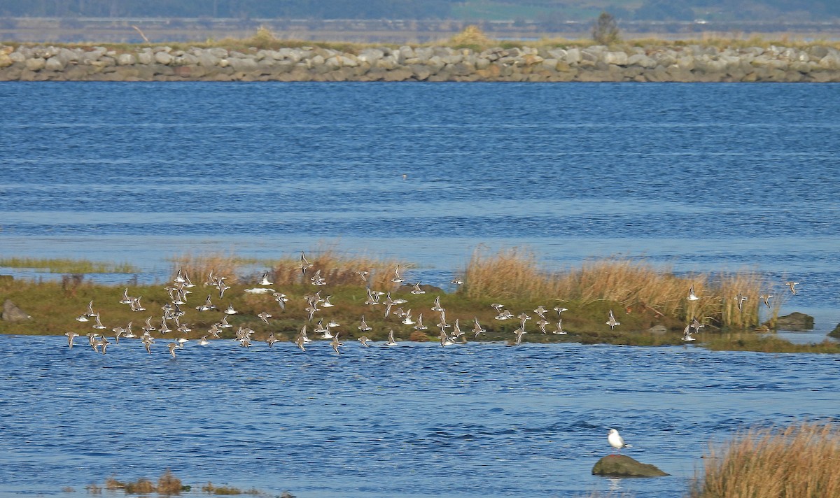 Dunlin - ML646893467