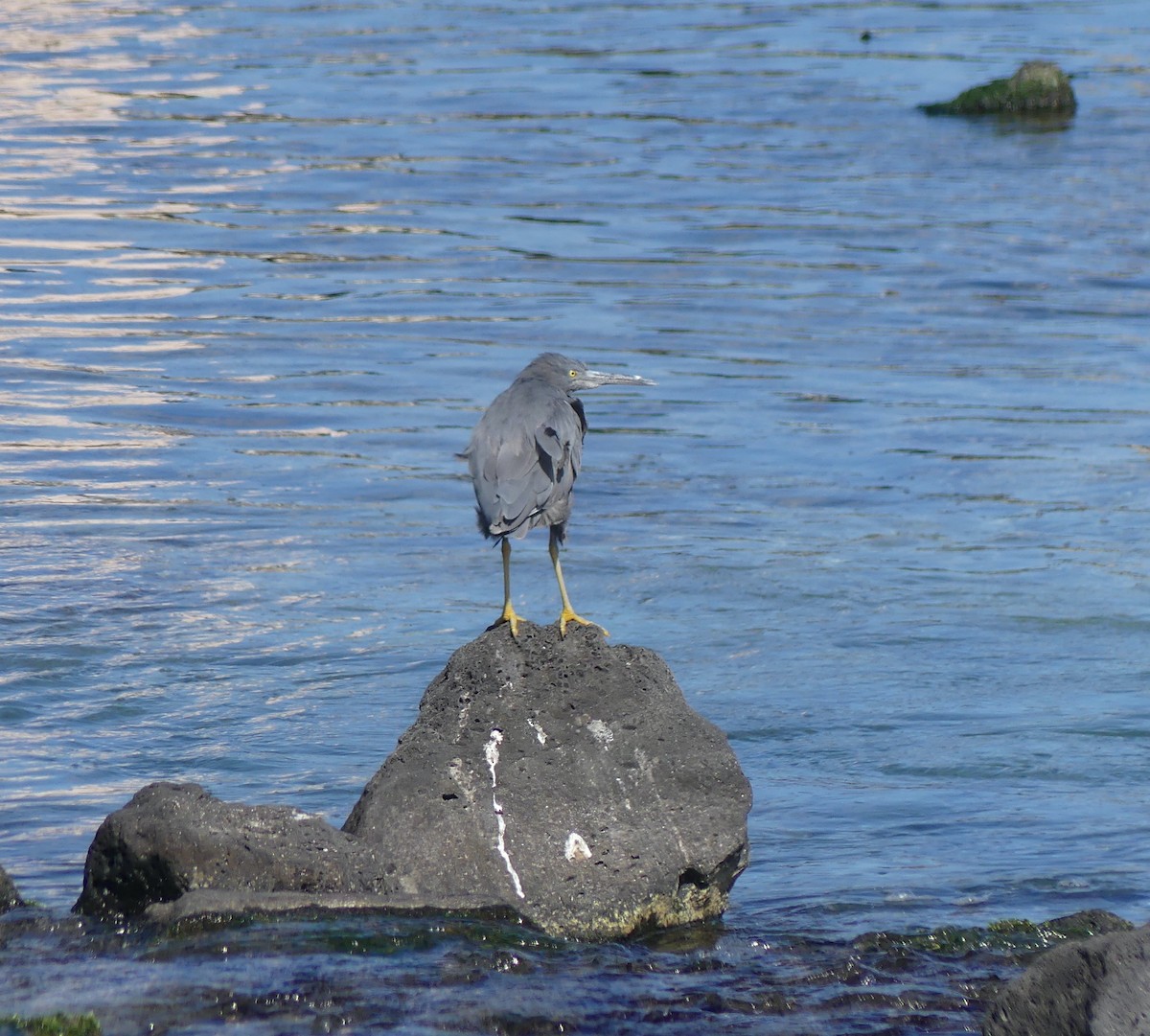 Riffreiher - ML646893468