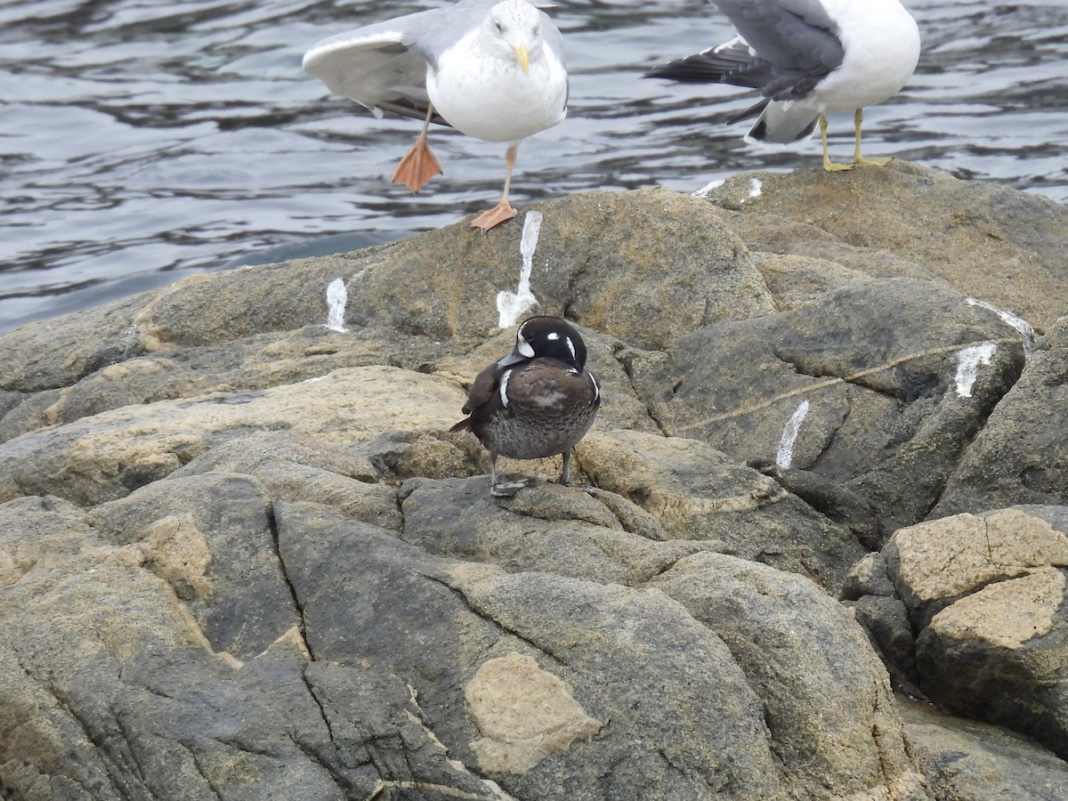Harlequin Duck - ML646893469