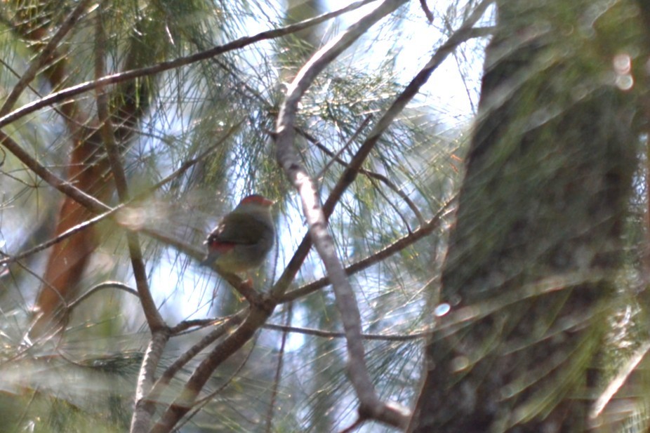 フヨウチョウ - ML646893473