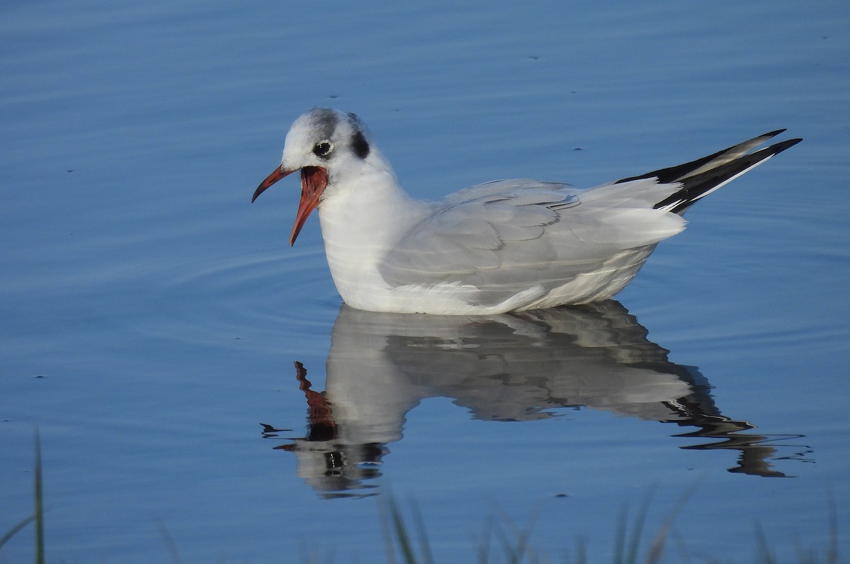 Black-headed Gull - ML646893474