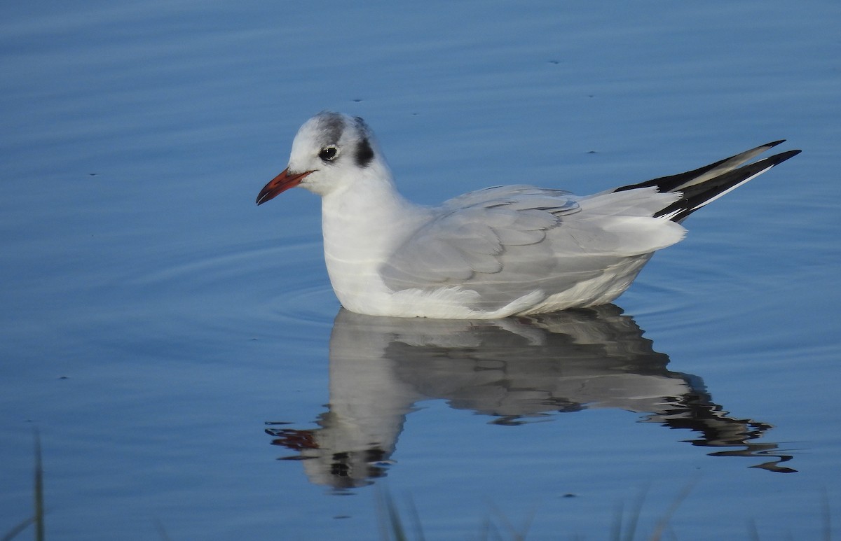 Black-headed Gull - ML646893475