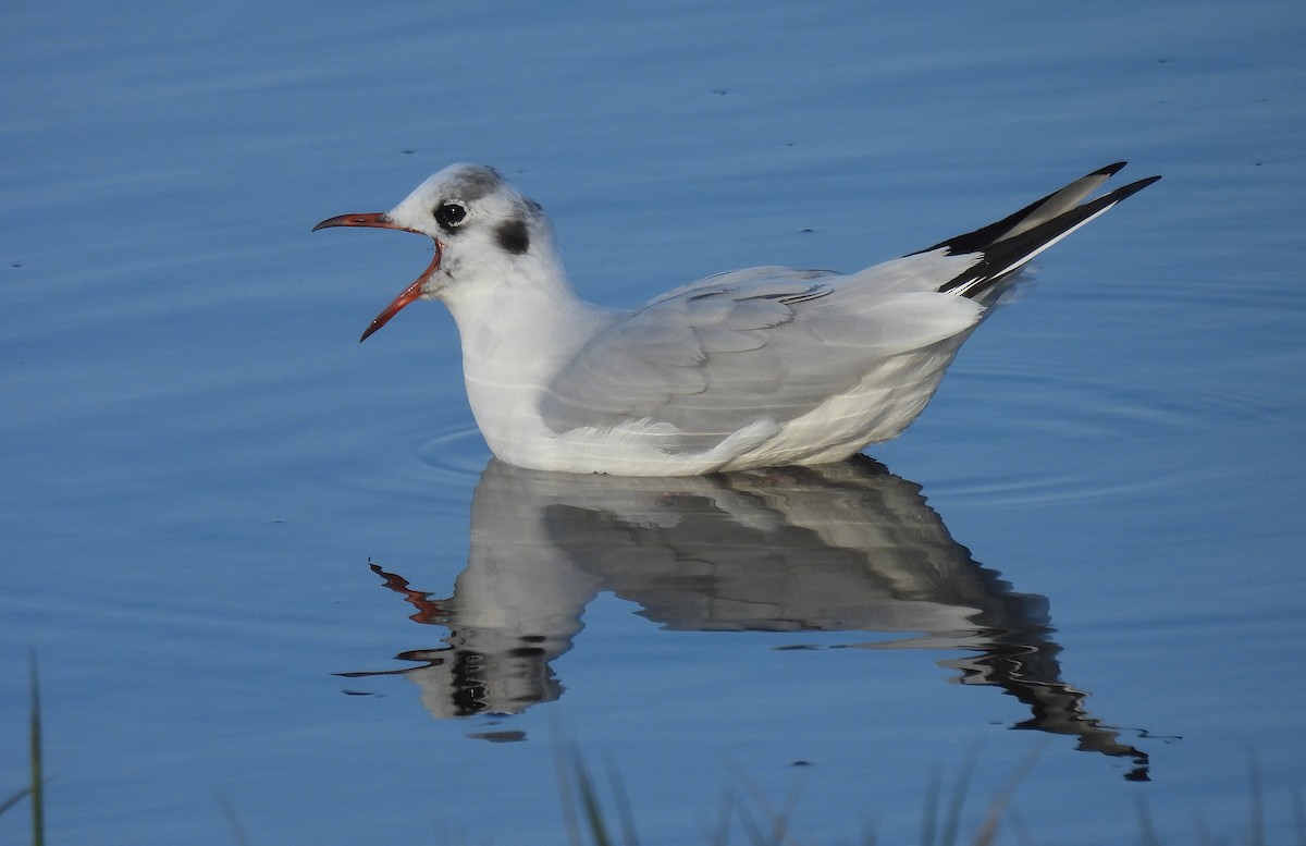 Black-headed Gull - ML646893476