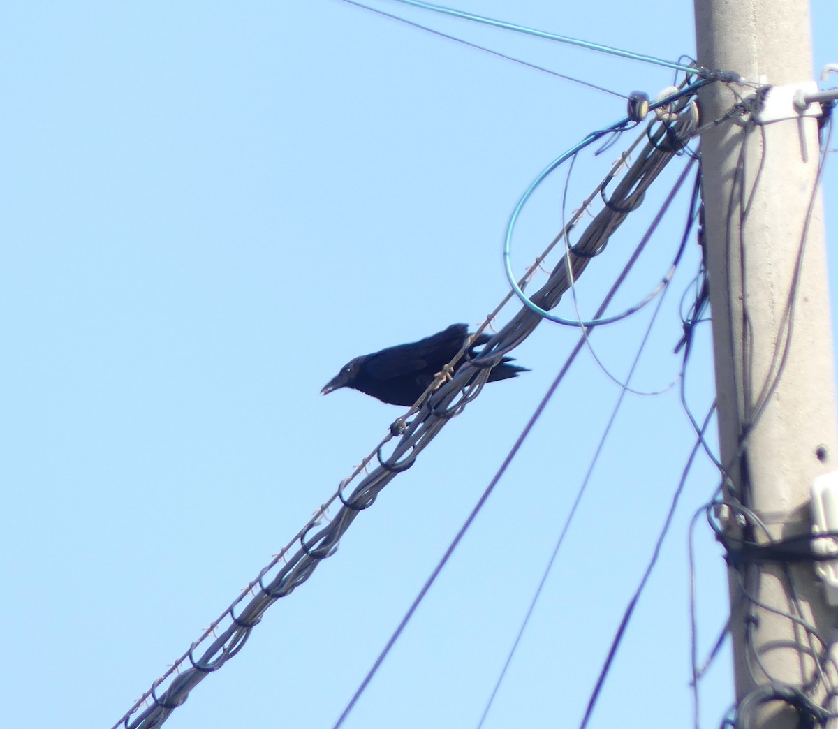 Rabenkrähe - ML646893479