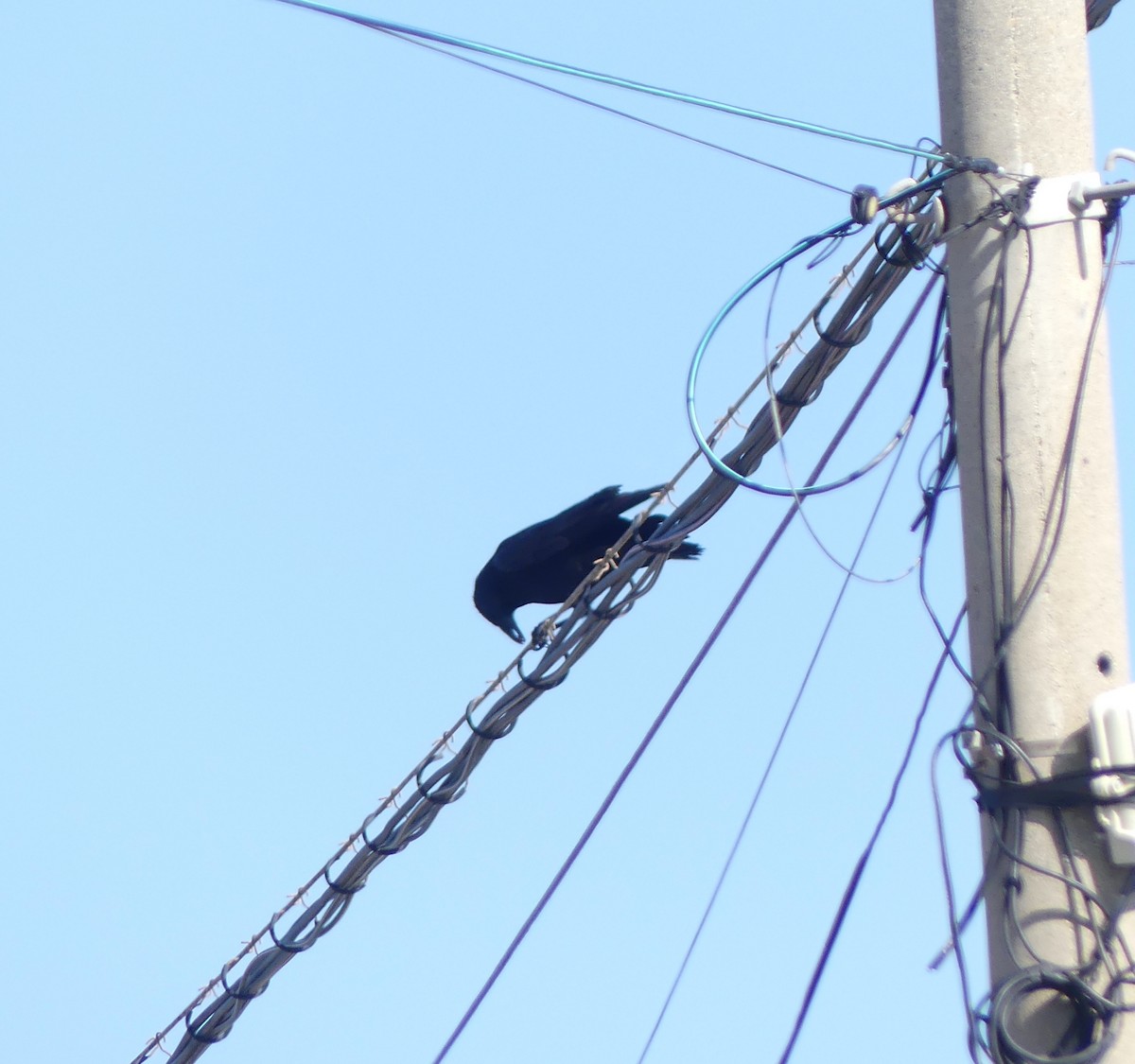 Rabenkrähe - ML646893480