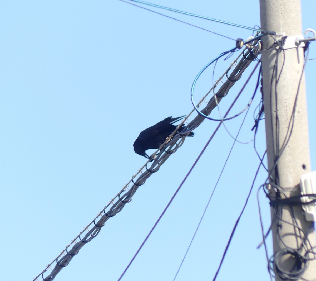 Rabenkrähe - ML646893481