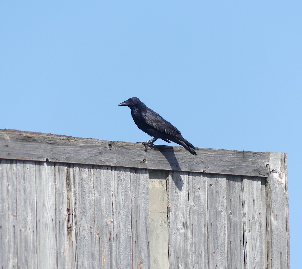 Rabenkrähe - ML646893482