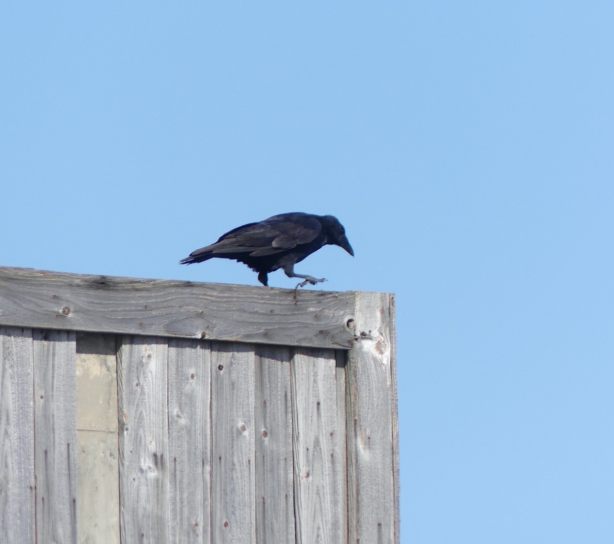 Rabenkrähe - ML646893483