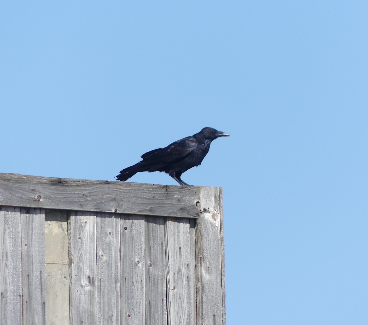 Rabenkrähe - ML646893484