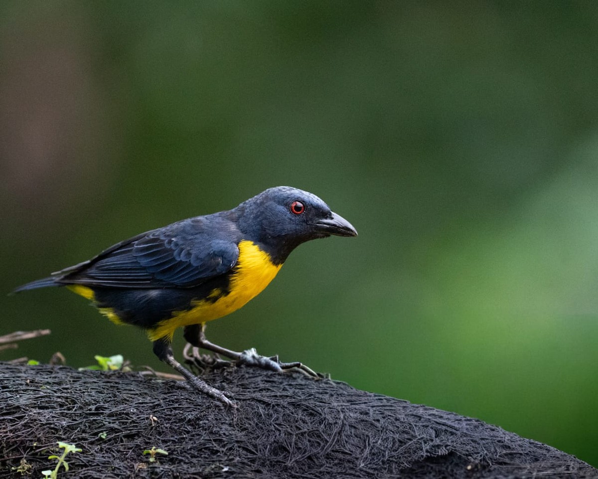 Tangara de Arcé - ML646893497