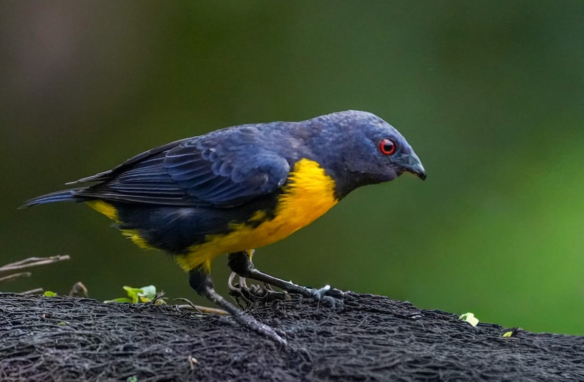 Tangara de Arcé - ML646893498