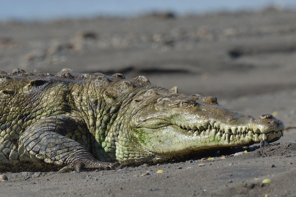 Острорылый крокодил - ML646893499