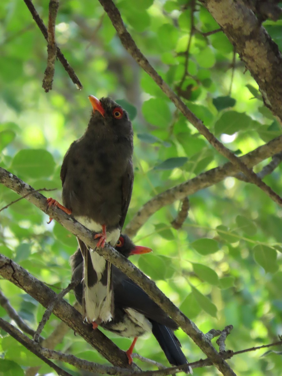Retz's Helmetshrike - ML646893500