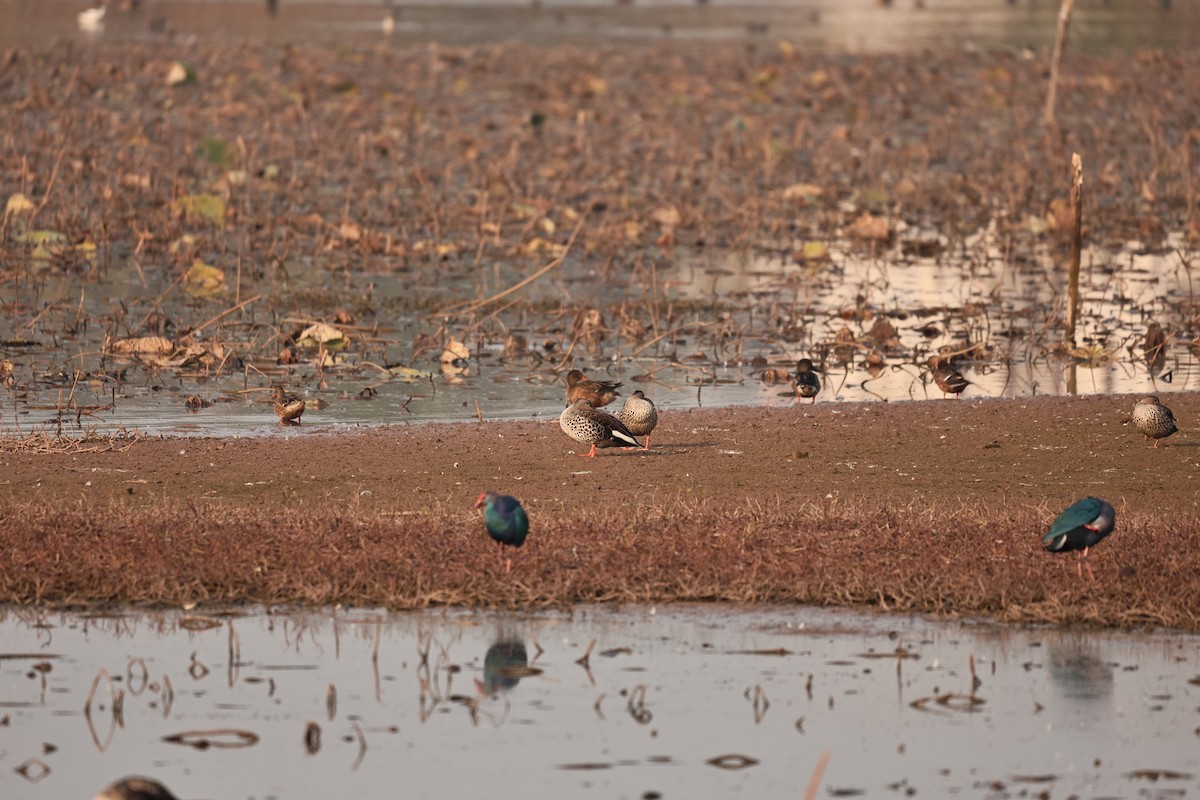 Northern Shoveler - ML646893506