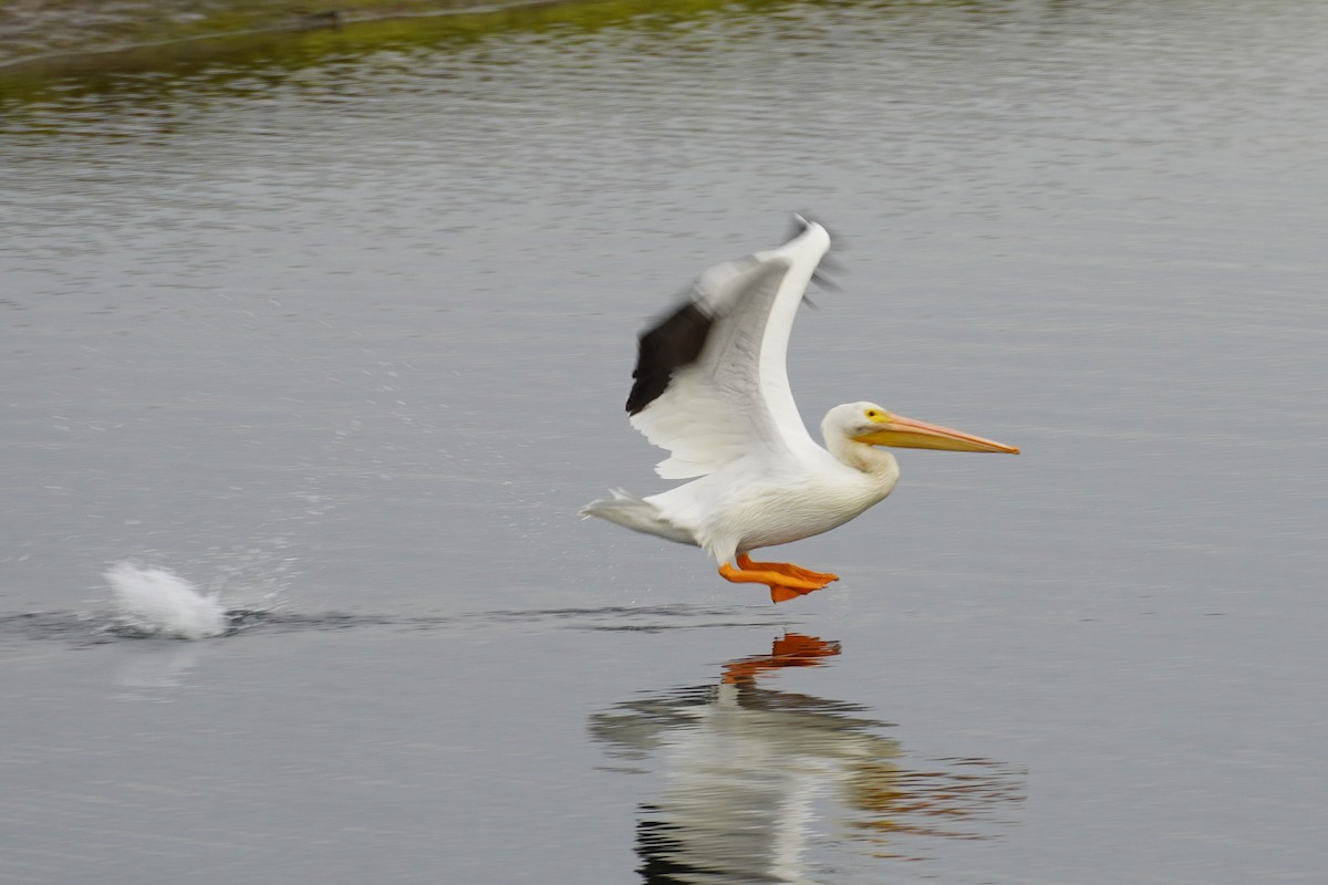 שקנאי אמריקני - ML646893509