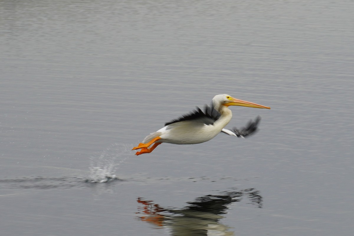 שקנאי אמריקני - ML646893511