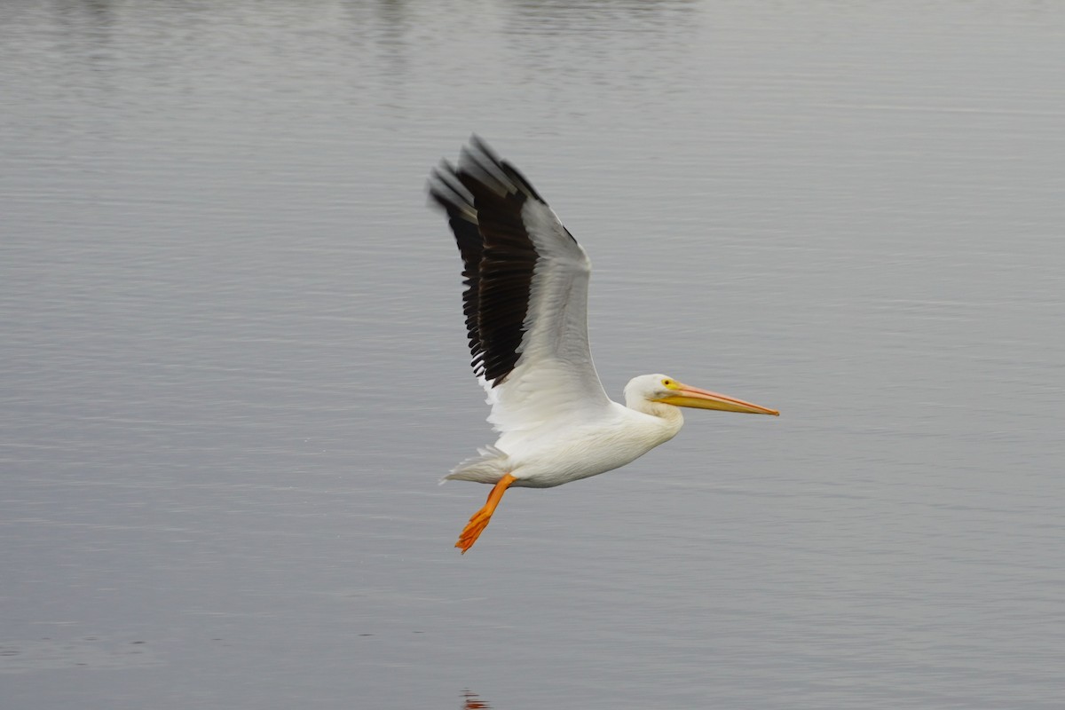 שקנאי אמריקני - ML646893512