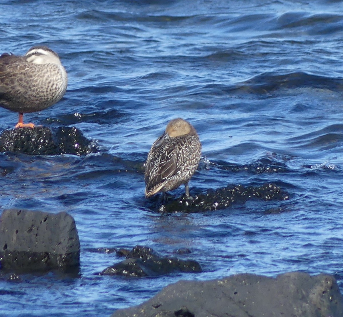 Spießente - ML646893513