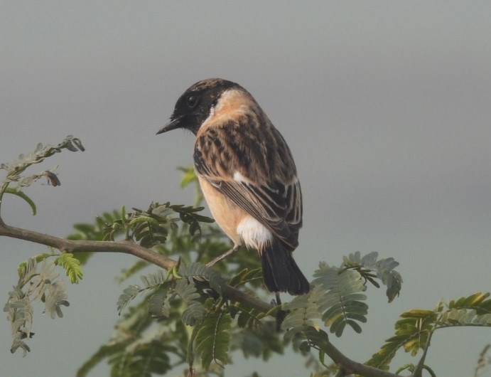 Siberian Stonechat - ML646893514