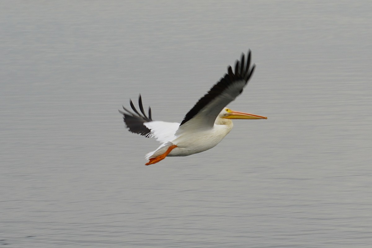 American White Pelican - ML646893515