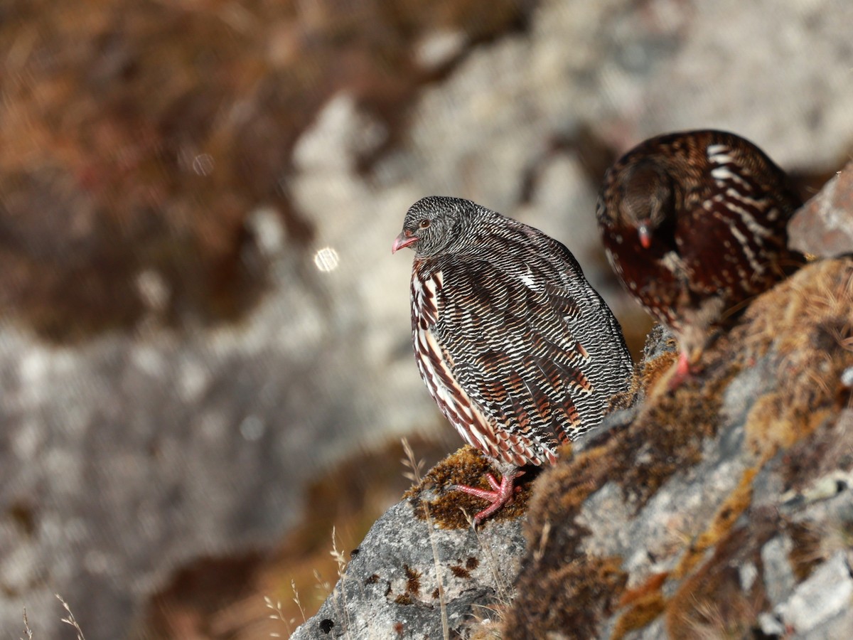Snow Partridge - ML646893516
