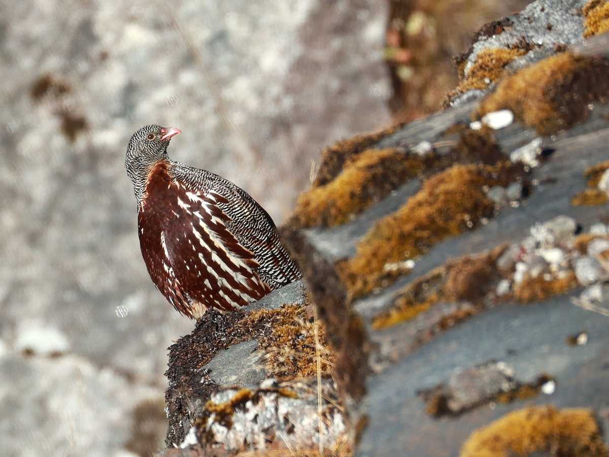 Snow Partridge - ML646893517