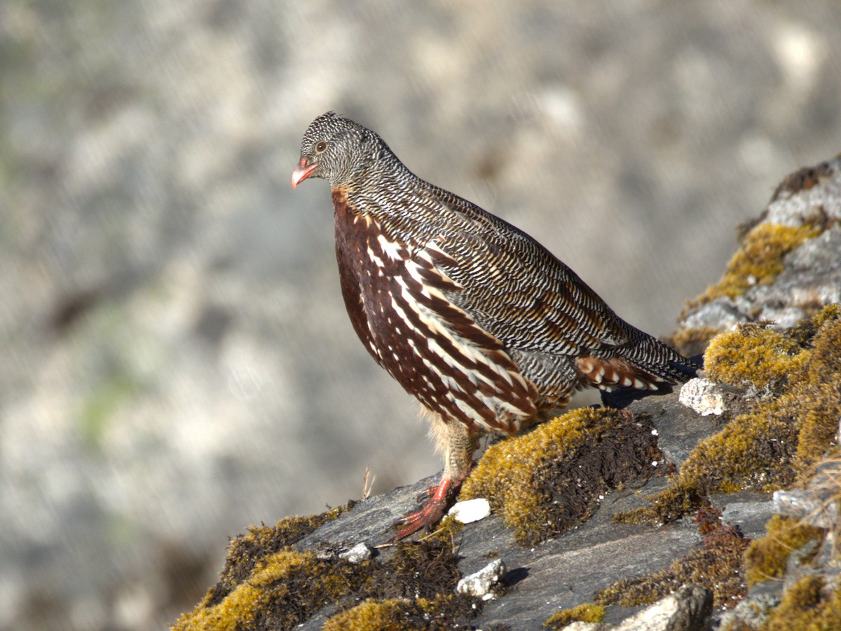 Snow Partridge - ML646893518