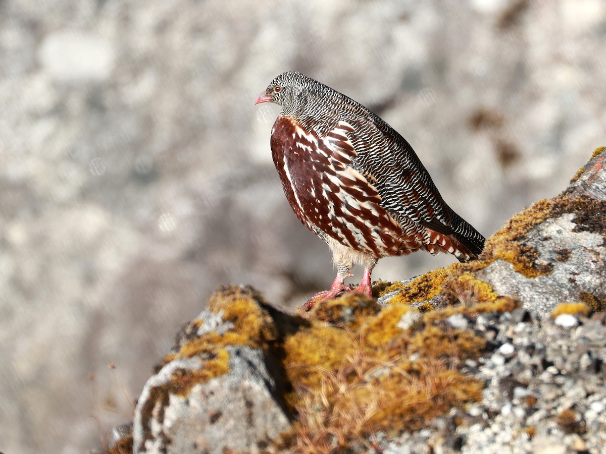 Snow Partridge - ML646893519